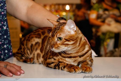 Purebred Bengal kittens in the Odessa cattery ADesaDiamond with delivery across Ukraine. Buy at a discount.21