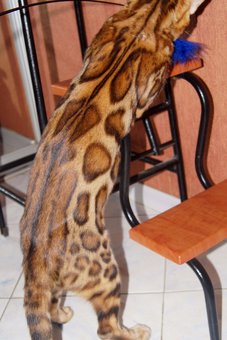 Бенгальські кошенята у розпліднику «A-DesaDiamond» в Одесі. Купуйте бенгалів за акцією.26