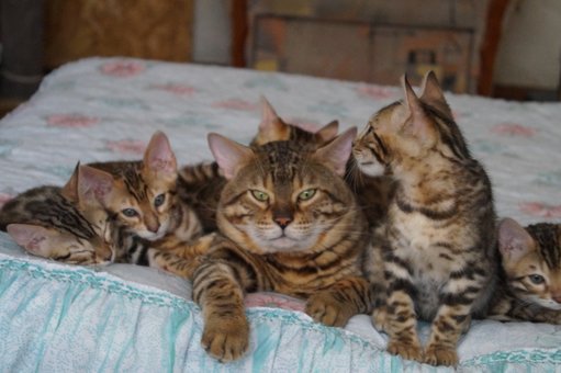 Бенгальські кошенята у розпліднику «A-DesaDiamond» в Одесі. Купуйте бенгалів за акцією.32