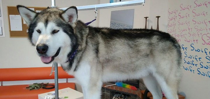 Грумінг догляд за собакою в зоосалон «pet-club dogstar» в києві. сплачуйте послуги зі знижкою.