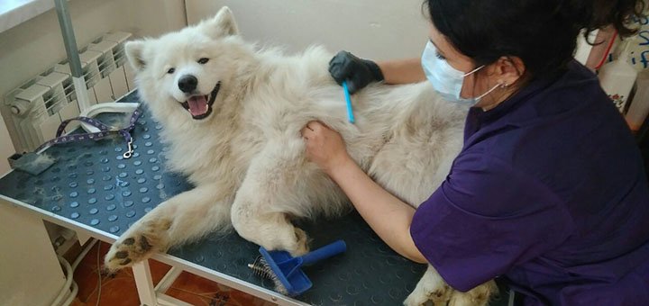 Стрижка великих собак в зоо-салоні «dog-star» в києві. сплачуйте послуги грумера акцією.