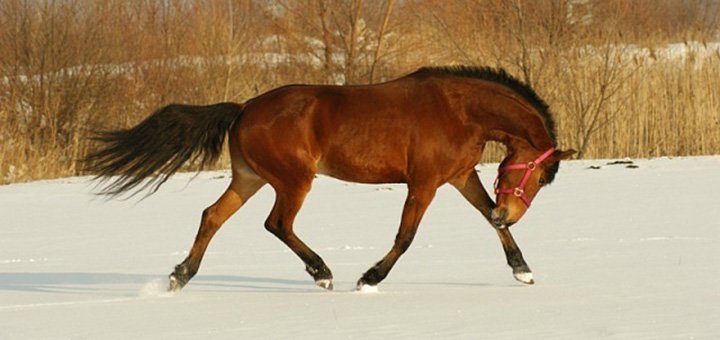 Скидки и акции в конном клубе «Агата»  1