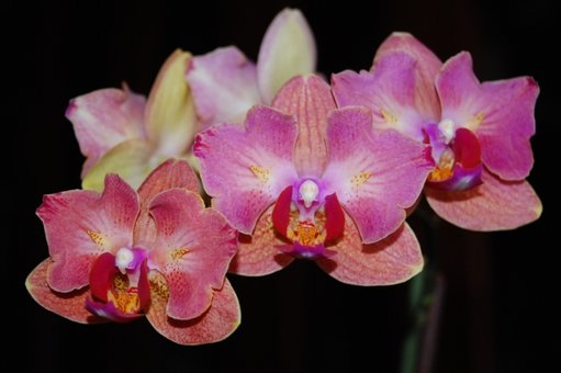 Сортові орхідеї в інтернет-магазині «Cvetok.dp.ua» у Дніпрі. Купуйте за акцією.
