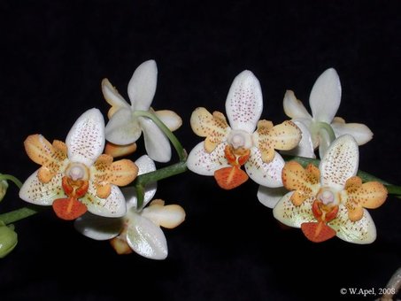 Орхідеї в інтернет-магазині «Cvetok» у Дніпрі. Купуйте за акцією.