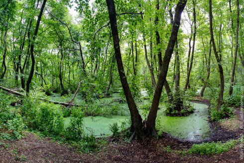 Reserve &quot;volyzhin les&quot;