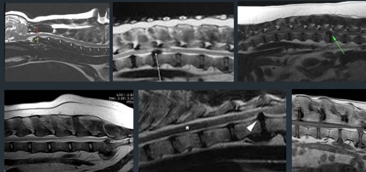 Spinal MRI at the "First Veterinary MRI Laboratory" in Kiev. Order by stock
