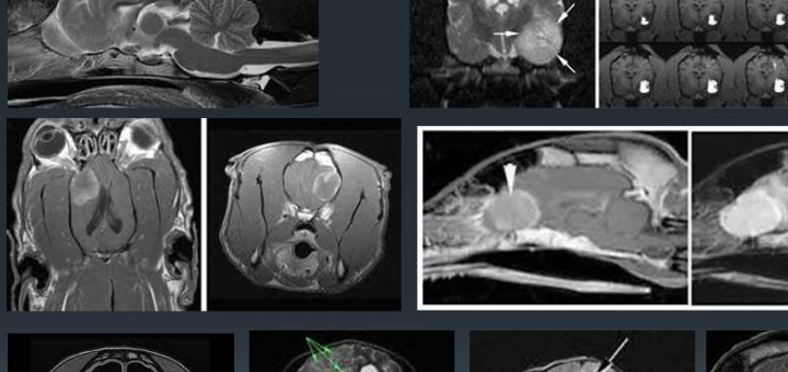 MRI of the brain in the "First Veterinary MRI Laboratory" in Kiev. Order by stock