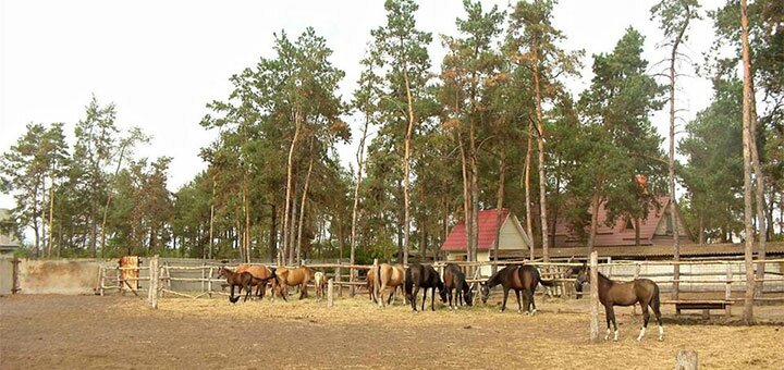 Знижки на відпочинок в готелі Північний ліс в Конотопе14