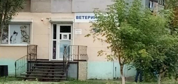 Дінго