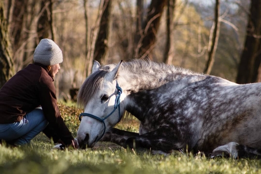 кінний клуб Family_horse_club прогулянки верхи недорого