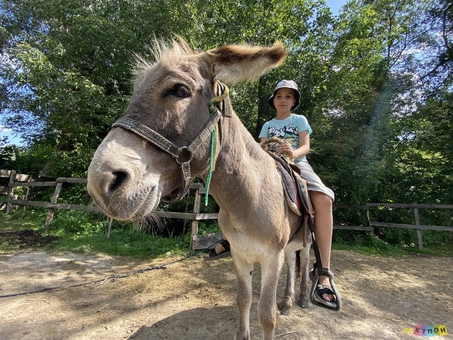 Osloff donkey farm near Kiev, donkey ride