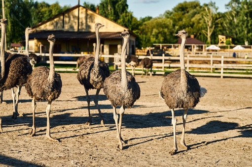 Yasnogorodka Family Ecopark. Ostrich farm