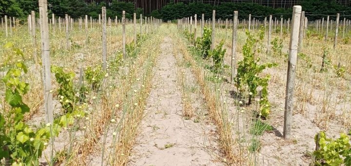 Berezhnyi Winery near Kyiv
