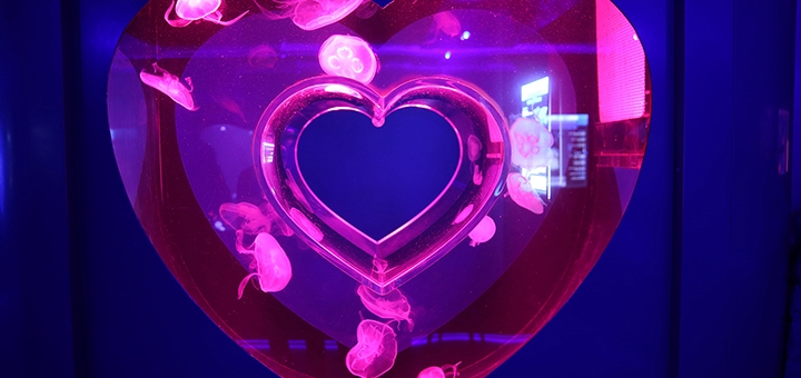 Музей Медуз в Киеве, билеты со скидкой3