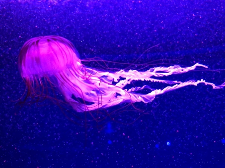 Музей медуз в Киеве. Посещайте по акции 4