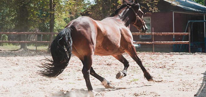 Конный клуб «Lucky Horse» посещайте по акции 1