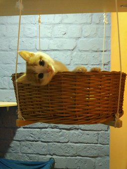 Готель для собак Київ «Dog City». Замовляйте за акції.