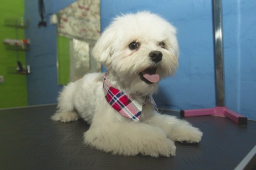 Стрижка собак київ в грумінг салоні «dog city». сплачуйте спа послуги для тварин акцією.
