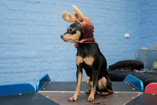 Садок для собак київ «dog city». сплачуйте абонемент по акції.