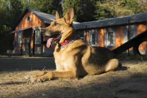 Садок для собак «dog city» в києві. купуйте абонемент по знижці.