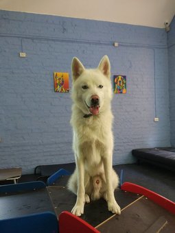 Готель для собак «Dog City» в Києві. Замовляйте за акції.