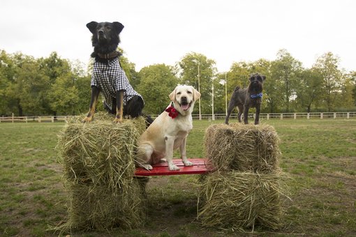 Дресирування собак в кінологічному центрі «Dog City» в Києві. Записуйтеся до кінолога акцією.