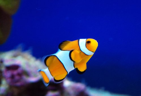 Відвідуйте на океанаріум «морська казка» зі знижкою