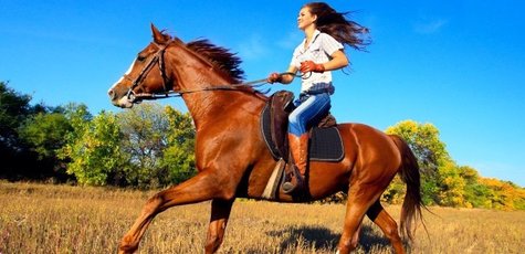 Horse-large